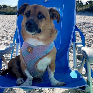 Fundraising Page: Jessica Linnenbaugh